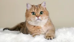 British Shorthair golden chinchilla: cosa sapere prima di prenderlo tra pelo, peso e routine